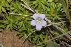 Craterocapsa tarsodes