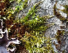 Sciuro-hypnum populeum