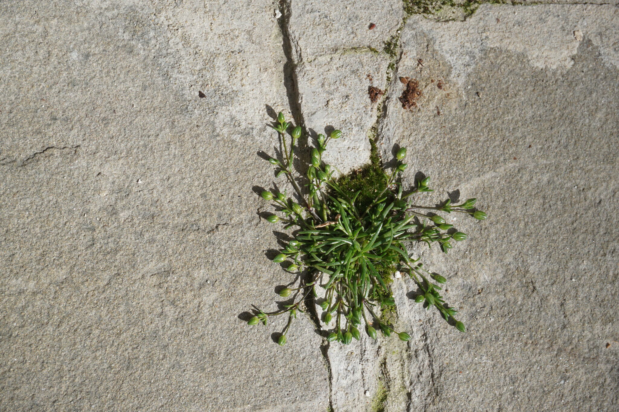Sagina maritima