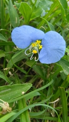 Commelina erecta