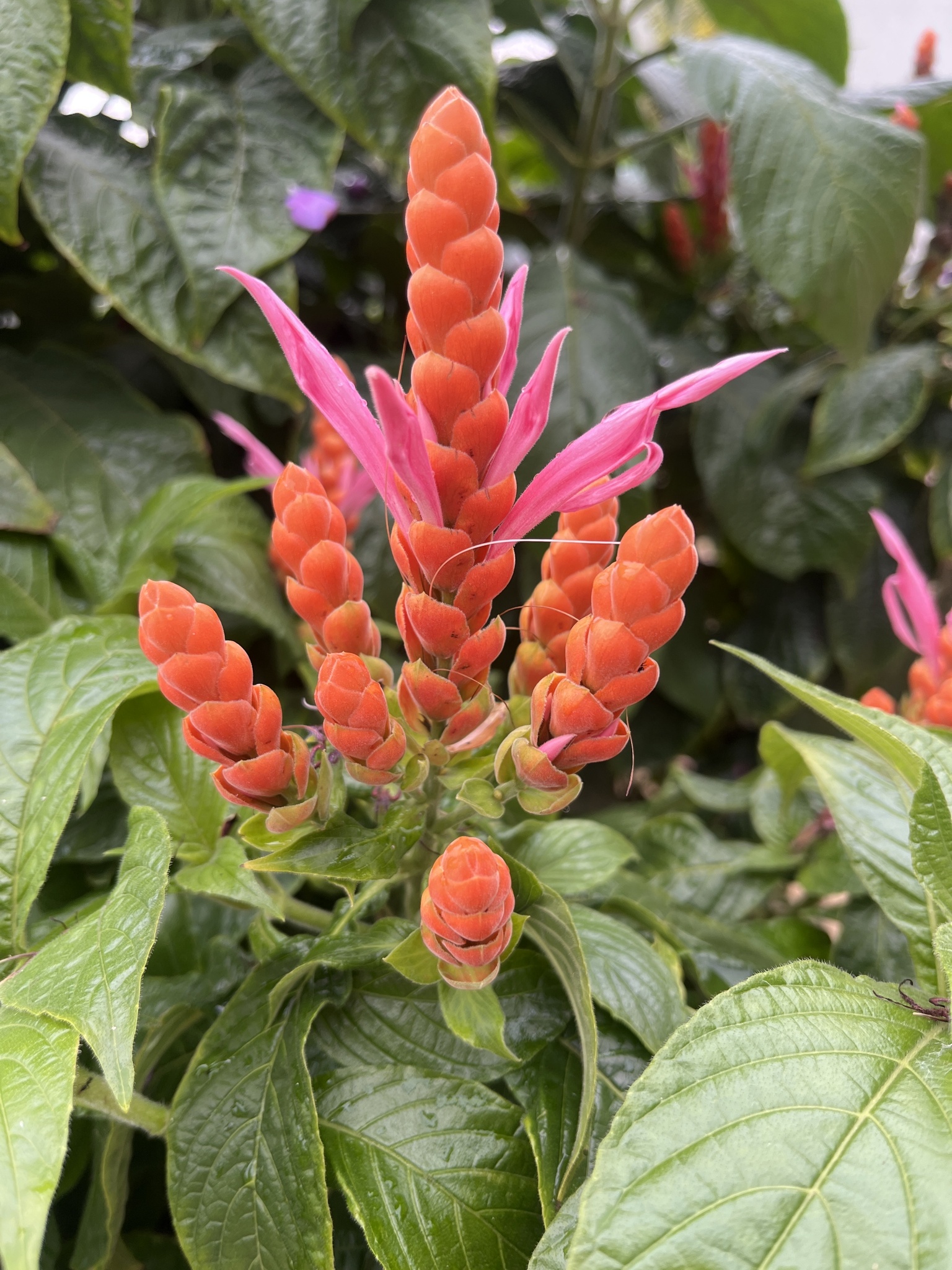 Imagem de Camarão-vermelho
