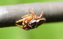 Pelegrina pervaga