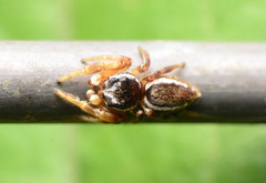 Pelegrina pervaga