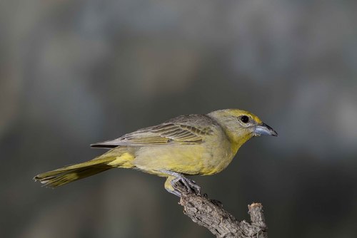 Hepatic Tanager