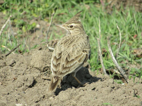 Crested Lark (Galerida cristata), photo 8