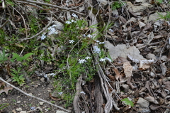 Phlox bifida