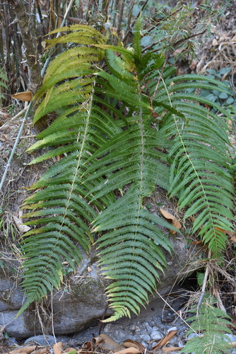 Thelypteris erubescens iNat (3)