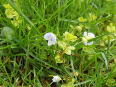 Veronica filiformis