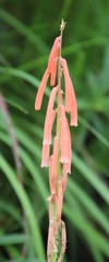 Kniphofia angustifolia
