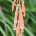 Kniphofia angustifolia - Photo (c) Tony Rebelo,  זכויות יוצרים חלקיות (CC BY-SA)