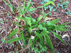 Dichanthelium laxiflorum