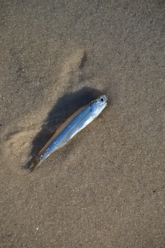 Anchovy (Engraulis eurystole) — Engraulidae