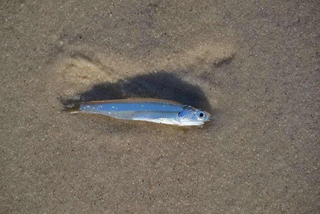 Zilveransjovis (Engraulis eurystole) — Engraulidae