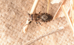 Phlegyas abbreviatus