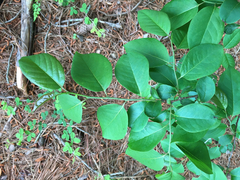 Diospyros virginiana