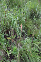 Kniphofia angustifolia