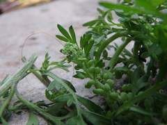 Lepidium didymum