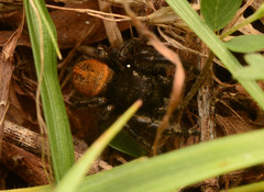 Phidippus texanus