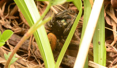 Phidippus texanus