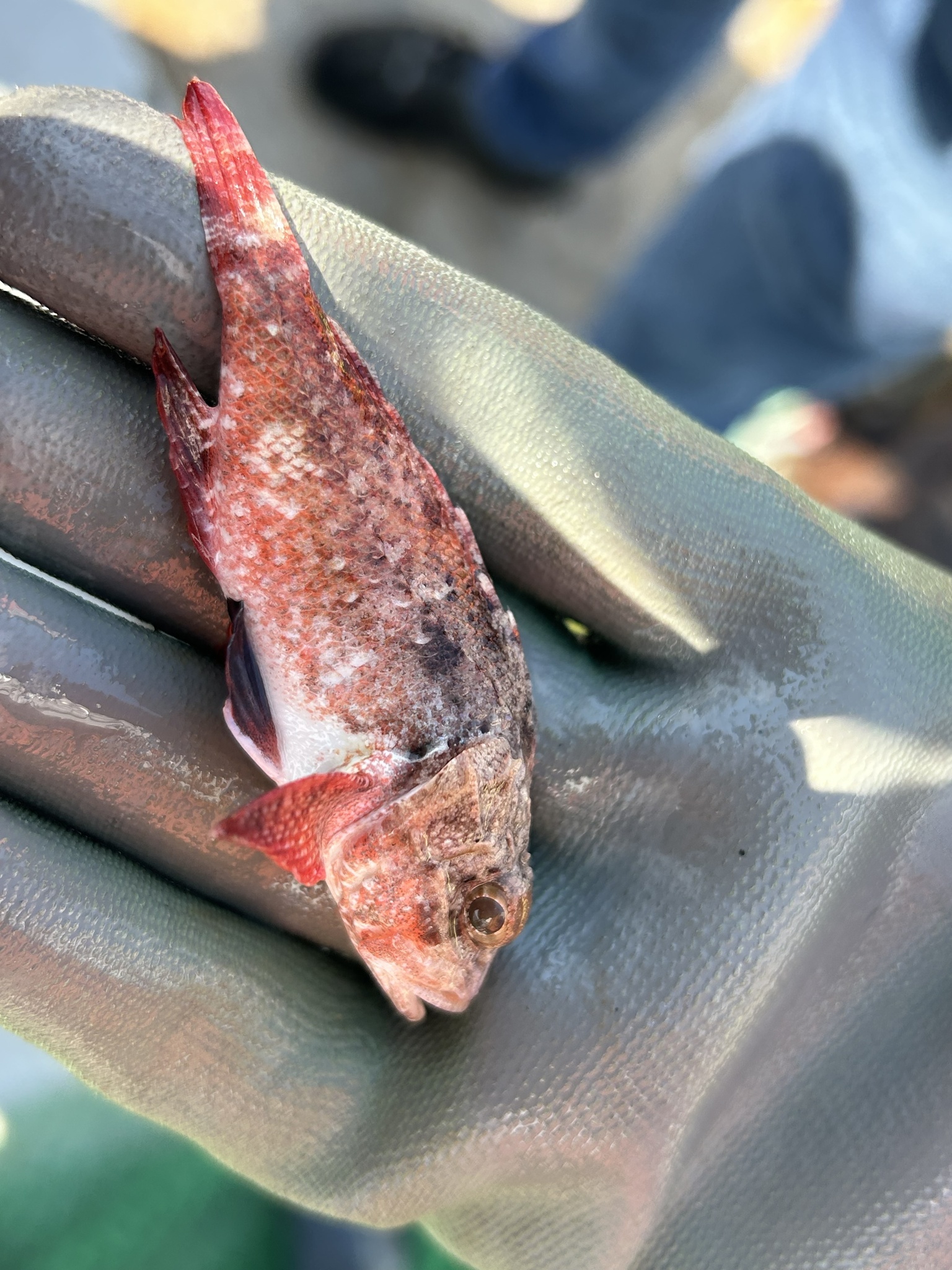 Smoothhead Scorpionfish photo 5