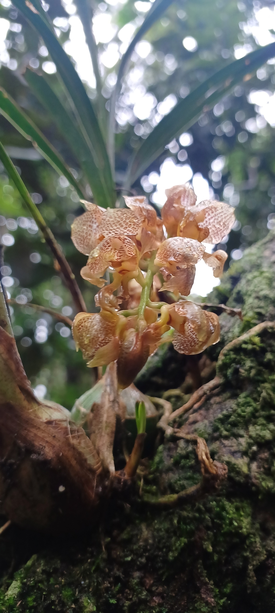 Imagem de Parasita-cebola