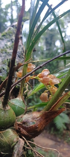 Foto de Parasita-cebola
