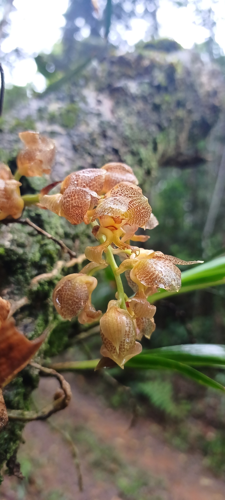 Imagem de Parasita-cebola