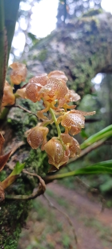 Foto de Parasita-cebola