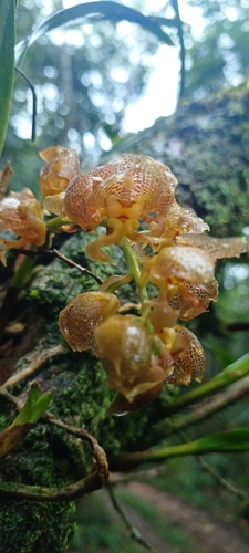 Foto de Parasita-cebola