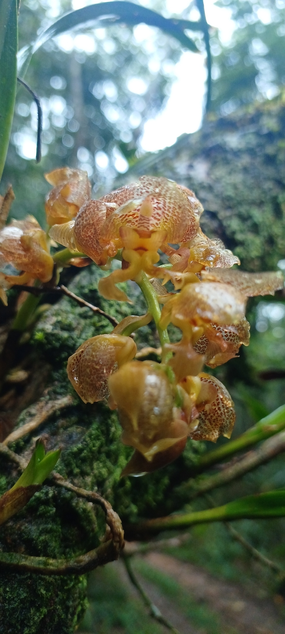Imagem de Parasita-cebola
