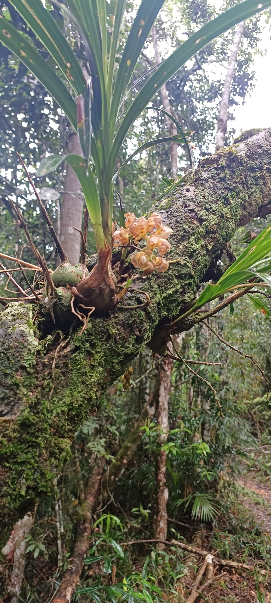 Imagem de Parasita-cebola