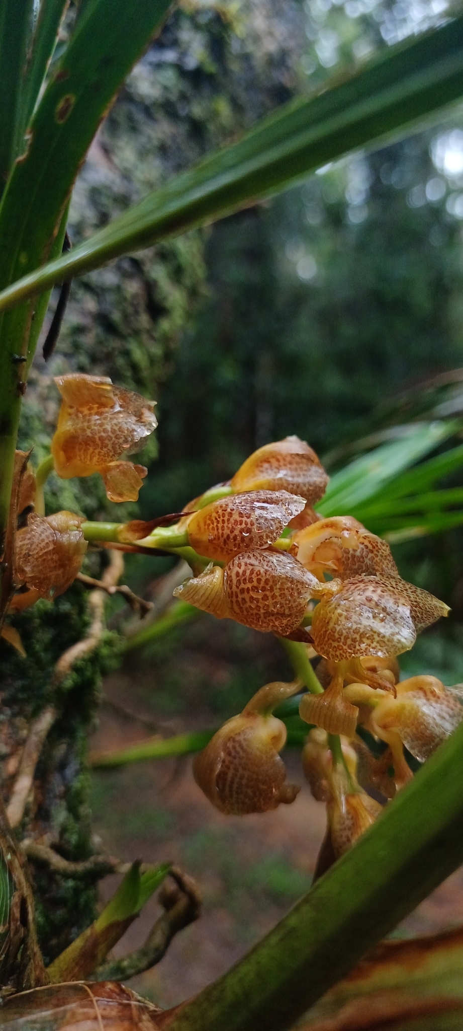 Imagem de Parasita-cebola
