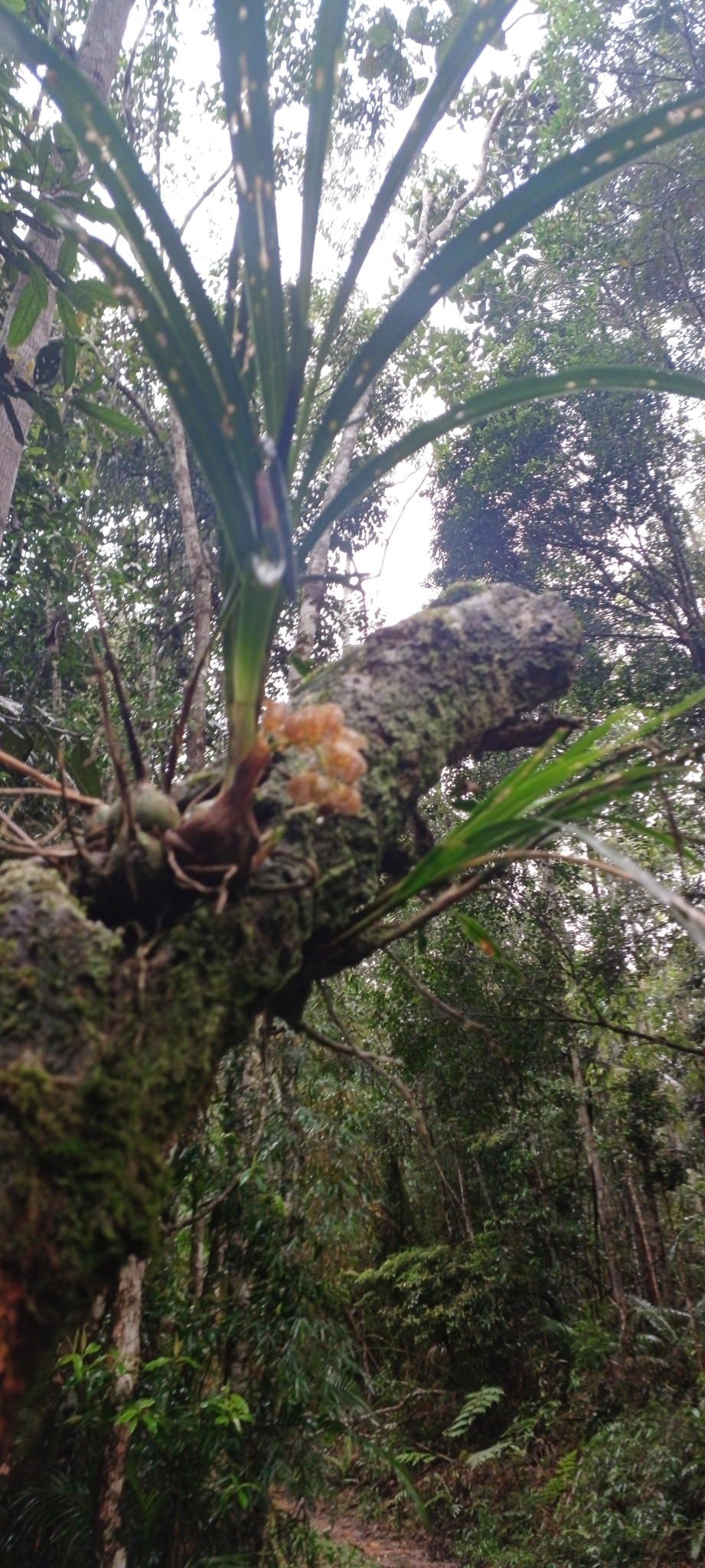 Imagem de Parasita-cebola