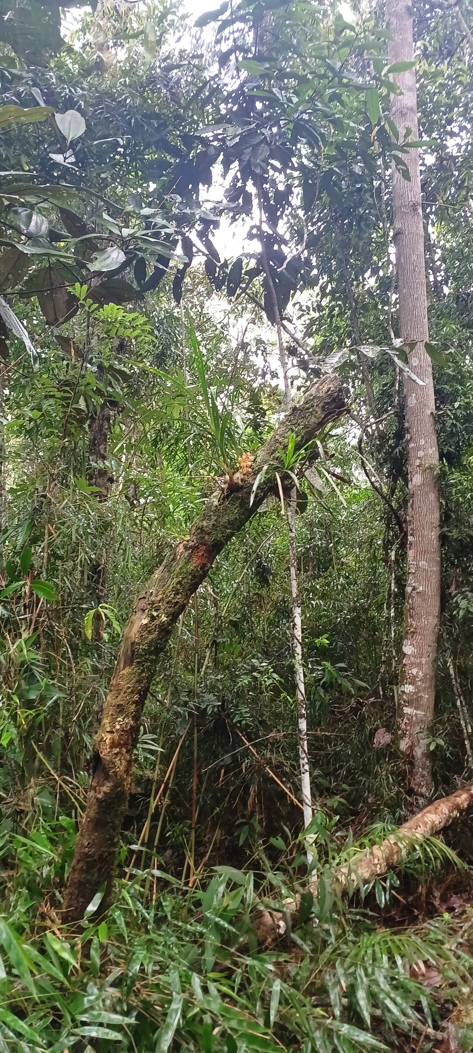 Imagem de Parasita-cebola