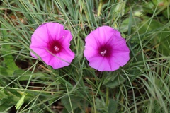 Ipomoea crassipes