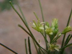 Sisymbrium irio
