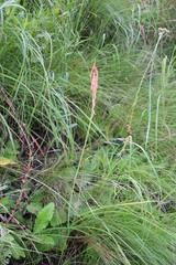 Kniphofia angustifolia