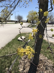 Cornus mas