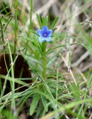 Glandora diffusa, photograph (c) Chris walker, some rights reserved (CC BY)