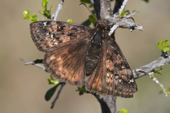 Erynnis meridianus