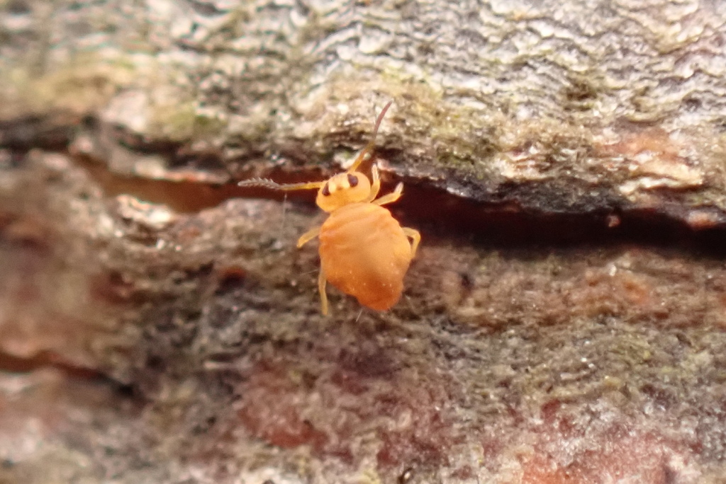 Neokatianna acantholaema