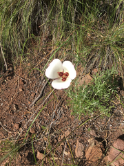 Calochortus catalinae