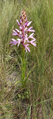 Image of Disa nervosa by (c) Adele SL, some rights reserved (CC BY)
