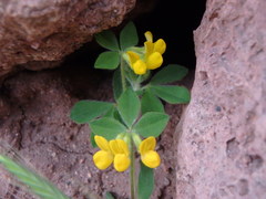 Lotus ornithopodioides