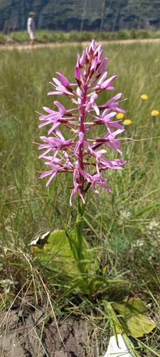 Image of Disa nervosa by (c) Adele SL, some rights reserved (CC BY)