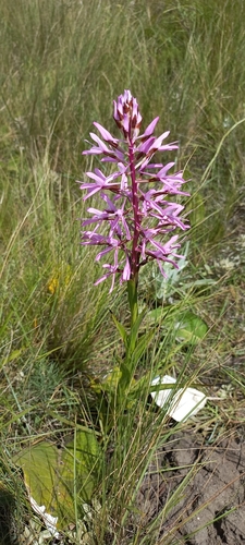 Image of Disa nervosa by (c) Adele SL, some rights reserved (CC BY)