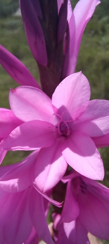 Image of Watsonia densiflora by (c) Adele SL, some rights reserved (CC BY)