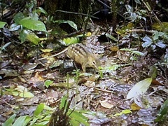 Checkered Elephant Shrew photo 1