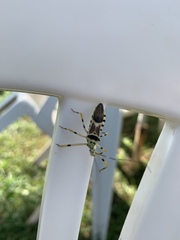 Zelus armillatus
