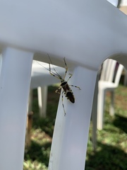 Zelus armillatus